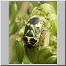 Eurydema oleraceum - Kohlwanze 06.jpg